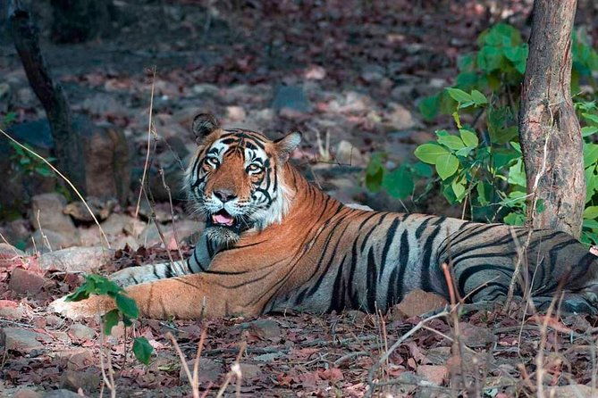 Adventures Ranthambore Wildlife Safari Tour from Delhi with Safari Rides - Final Thoughts