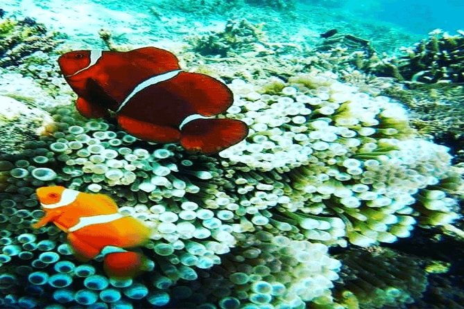 (ALL- IN) Bali Snorkeling Blue Lagoon And Tanjung Jepun - Who Should Consider This Tour?