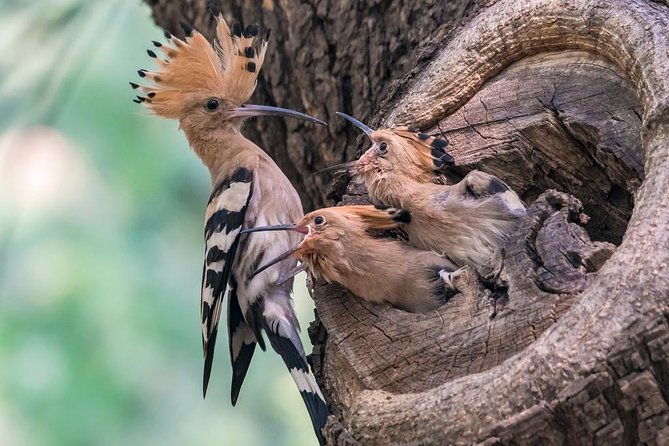 All Inclusive Private City Tour to Temple of Heaven, Tian'anmen Square Forbidden City and Summer Palace - Who Is This Tour Best For?