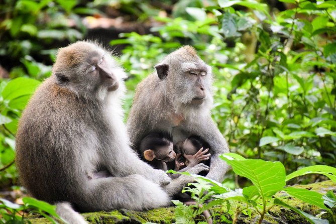 All Inclusive Ubud Tour with 15 Sitter Van - What Makes It Stand Out?
