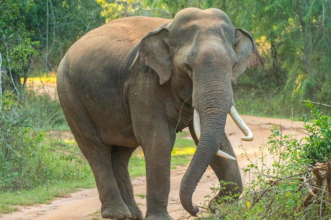 All Inclusive Udawalawa National Park Day Tour From Negombo - FAQs