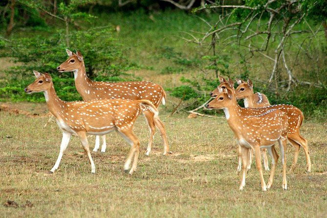 All Inclusive Yala National Park Jeep Safari from Colombo - Final Thoughts