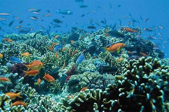 All Ticket Inclusive-Blue Lagoon Snorkeling-Ubud Monkey Forest & Ubud Waterfall - The Sum Up: Who’s This Tour Best For?