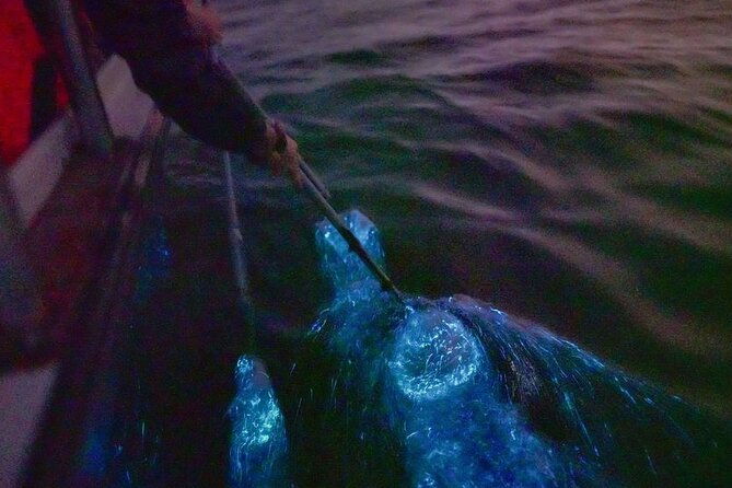 Amazing Fireflies With Blue Tears Watching & Kuala Selangor Tour - FAQ: Common Questions About the Kuala Selangor Firefly & Blue Tears Tour