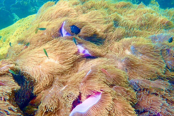 Amazing private snorkeling tour in An Thoi islands by speed boat - Who Would Enjoy This Tour?