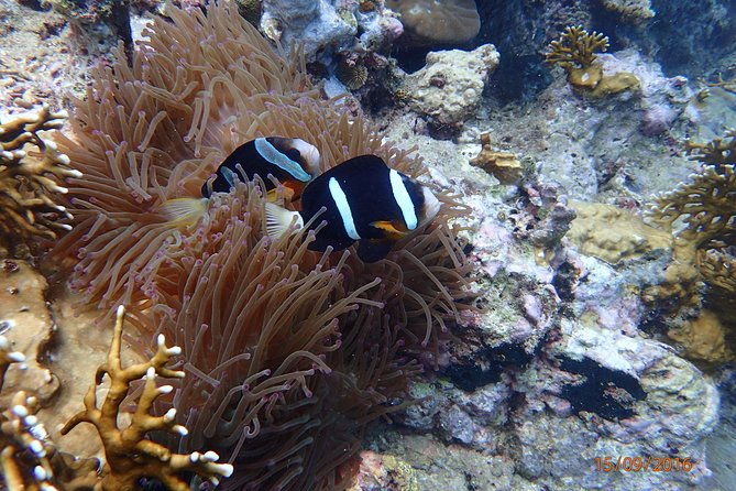 Amazing Snorkeling at Mun Island ( Group Tour ) - Why You Should Consider This Tour  