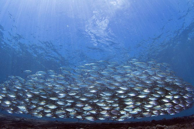 Bali Diving Day Trip-Manta Point/Tulamben Shipwreck-Fun Dive - Practical Details and Value