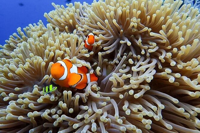 Bali Full Day Experience Scuba Diving Tour at Tulamben - Authentic Experiences from Other Travelers