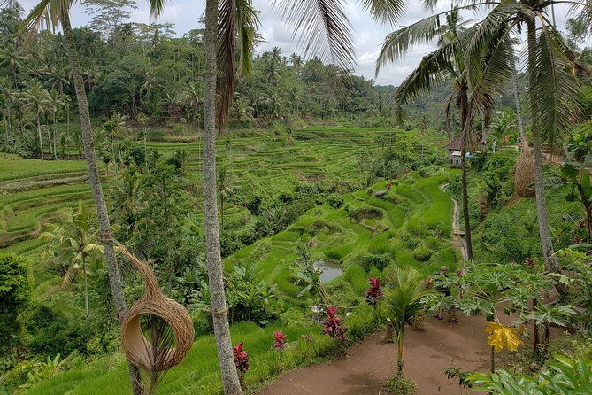 Bali Full Day Holy Water Tour - Who Should Consider This Tour?