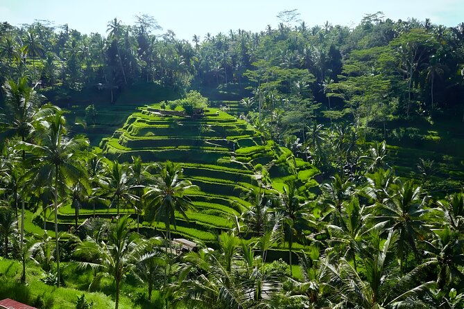 Bali Half Day-Tour: Ubud Night Trip Packages - FAQs