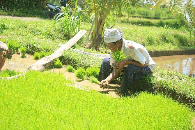 Bali Quad and Buggy Explorer Tour - The Sum Up