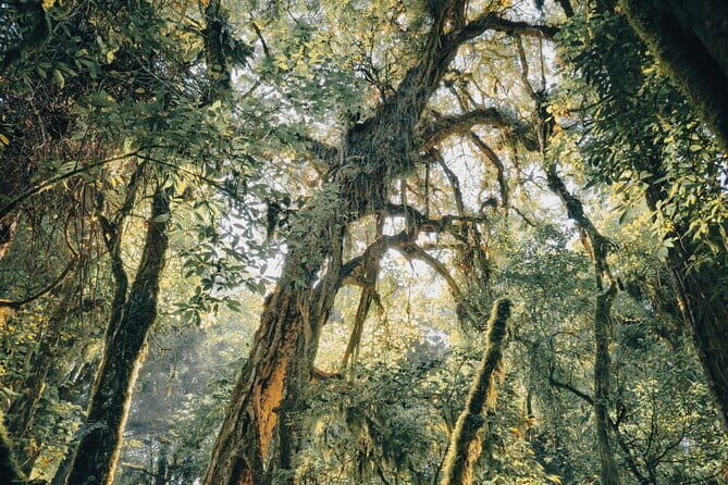 Bali Rainforest Hiking With Canoeing And Waterfall Adventure - Why Reviewers Love This Tour