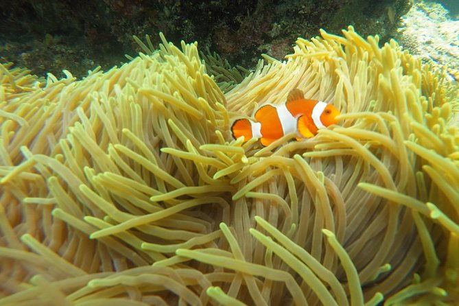 Bali Scuba Diving at Padang Bai for Certified Diver - The Value of This Tour