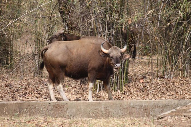 Bandipur Tiger Reserve with Somnathpur Temple Tour - FAQ