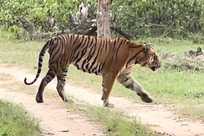 Bandipur wildlife and Mysore experience in 2 days from Bangalore - Final Thoughts