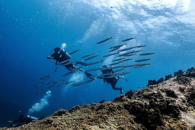 Basic Diver ( One Day Experience) - Why This Tour Offers Great Value