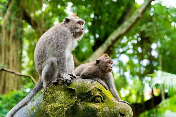 Best of Bali Ubud Sightseeing All Inclusive Private Tour - Authentic Insights from Reviewers