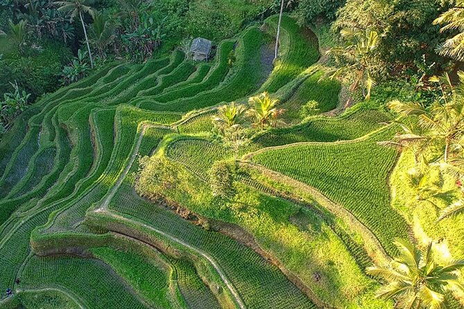 Best of Ubud: Rice Terrace, Temple and Waterfall Private Tour - The Sum Up