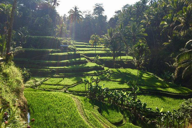 Best of Ubud Waterfalls, Tegalalang Rice Terrace and Swing Tour - Final Thoughts: Who Should Consider This Tour?