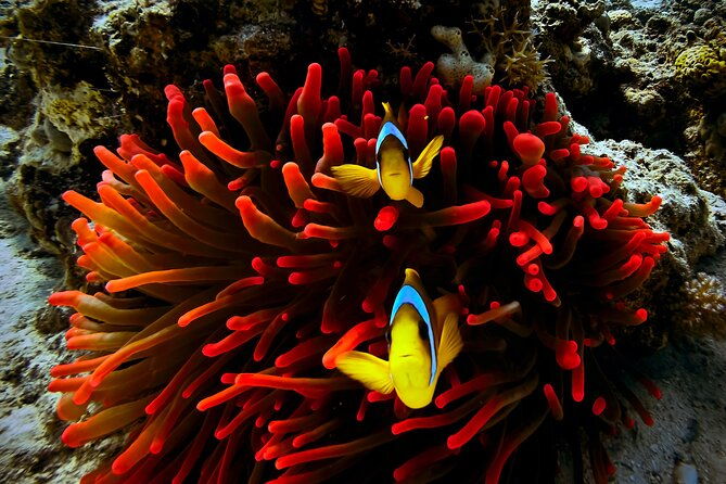 Blou lagoon snorkeling all incllusive - Practical Considerations