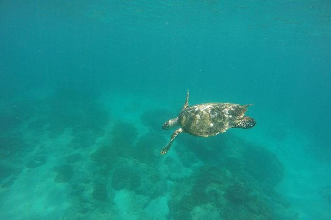 Blue Lagoon & Tanjung Jepun Snorkeling Private Tour - The Marine Life and the Experience