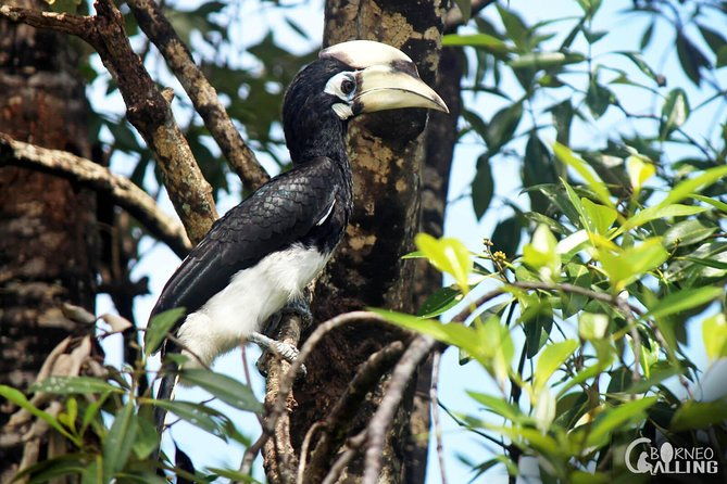 Borneo Kinabatangan River Cruise Day Trip - Is This Tour Worth It?