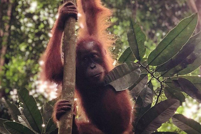 Bukit Lawang Full Day Jungle Trek - Why Travelers Love This Tour