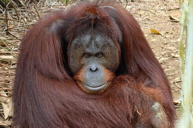 Bukit Merah Orang Utan and Penang City Private Tour - Authentic Experiences and Traveler Insights
