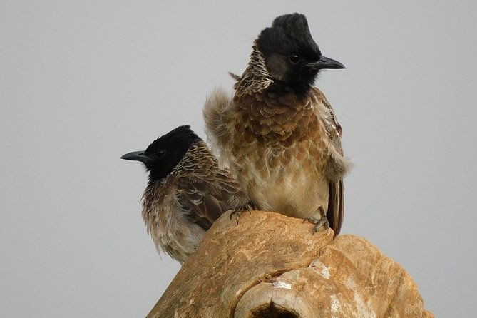 Bundala National Park Safari (PRIVATE TOURS)- Morning & Afternoon - The Sum Up: Who Will Love This Safari?