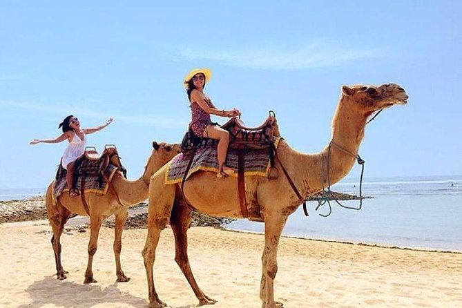 Camel Safari 30 minutes In White Sand Beach - Why This Tour Offers Good Value