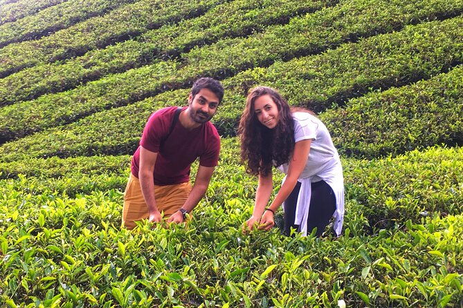 Cameron Highland Best Tour from Ipoh with Lunch ( Day Trip) - Authentic Experiences and Insider Knowledge