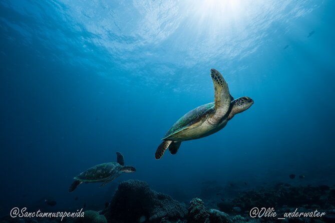 Certified Scuba Dive with Manta Rays (Open Water Diver minimum) - The Sum Up