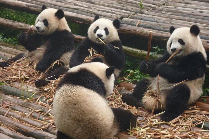 Chengdu Panda Research Base Tickets And Optional Private Tour - Practical Tips for Your Visit