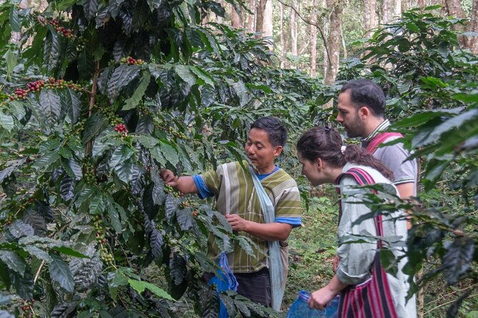 Chiang Mai Coffee Tour: Trekking to Farm, Roast and Brew Workshop - Frequently Asked Questions