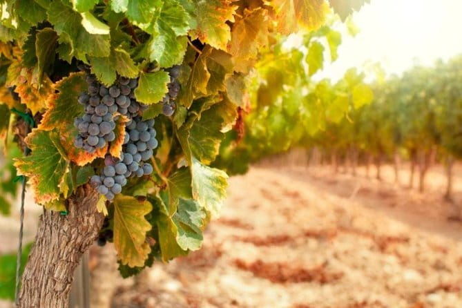 Chianti & Supertuscan Private Tour 2 Wineries with light lunch - Is the Price Worth It?