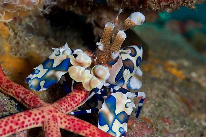 Continue your education with the Advanced Open Water Diver course - 2 days - The Marine Environment of Koh Lipe