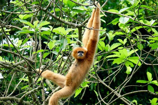 Cuc Phuong National Park Private Day Tour: Trekking & Primates - Practical Tips for Your Trip