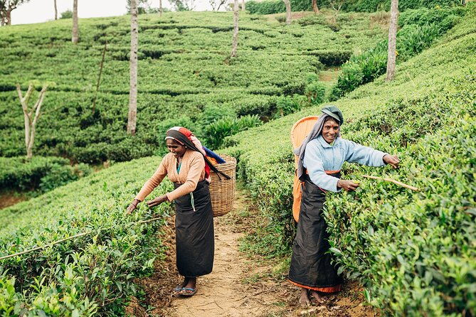 Customized 11-Day Flexible Sri Lanka Tour with Private Car - Practical Tips and Insights