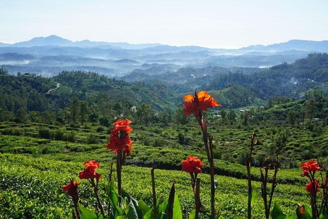 Day Tour of Nuwara Eliya - Who Should Book This Tour?