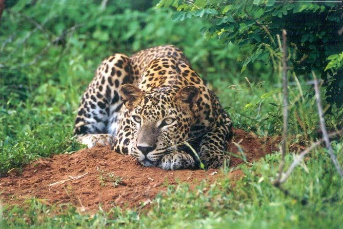 Day Tour to Wilpattu National Park from Colombo - Final Thoughts
