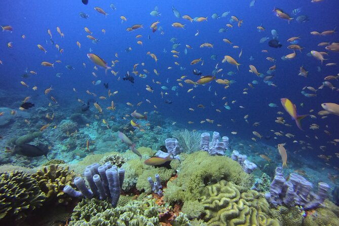 Day Trip Discover Scuba dive in Nusa Penida 2 dives (From Sanur - South Bali) - Why This Tour Stands Out