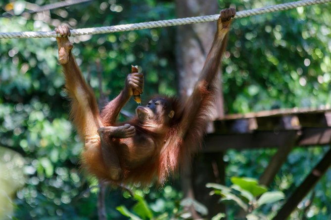 Day Trip Sepilok Orang Utan & Labuk Bay Proboscis Monkey - The True Value of This Tour