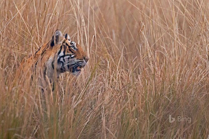 Day Trip to Ranthambore Tiger Safari from Jaipur - FAQ