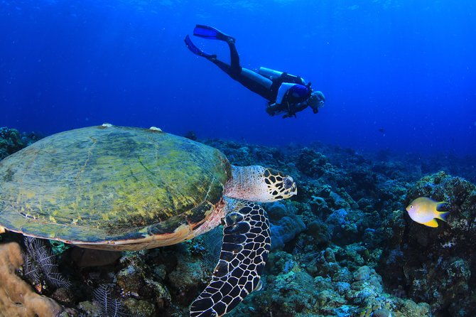 Discover Scuba Diving - FAQs