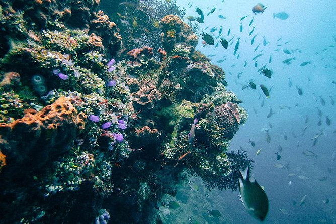 Dive at Tulamben Bali USS Liberty Ship Wreck - Practical Tips for Your Tour