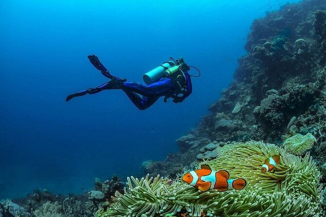 Diving in Nusa Penida - The Authentic Experience: What Reviewers Loved Most