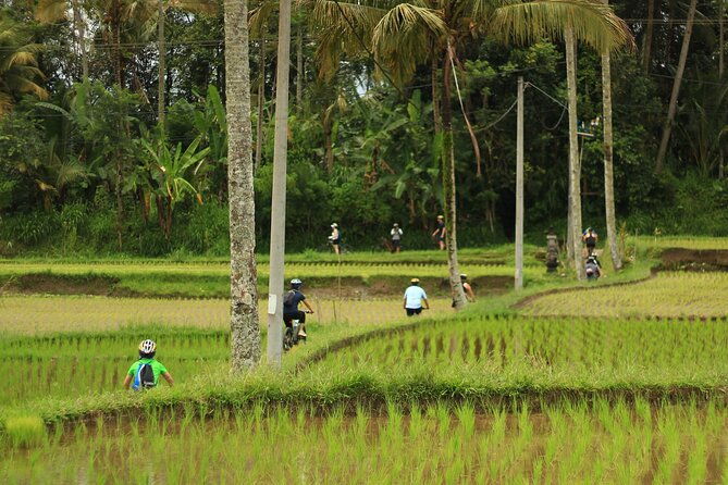 Downhill Cycling Ubud with Volcano,Rice Terraces,Jungle and Meals - Practical Aspects and Value