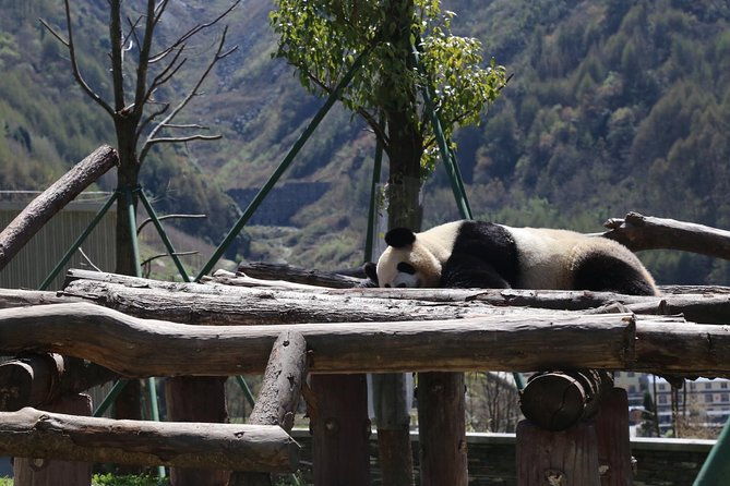 Dujingyan Panda Sanctuary Half day tour option panda volunteer - Who Should Consider This Tour?  
