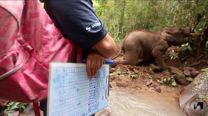 Elephant and Gibbon Encounters - 5days/4nights - Whats Included and What to Budget For