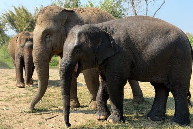 Elephant Sanctuary, Wat Ban Den & Sticky Waterfall - Practical Aspects of the Tour